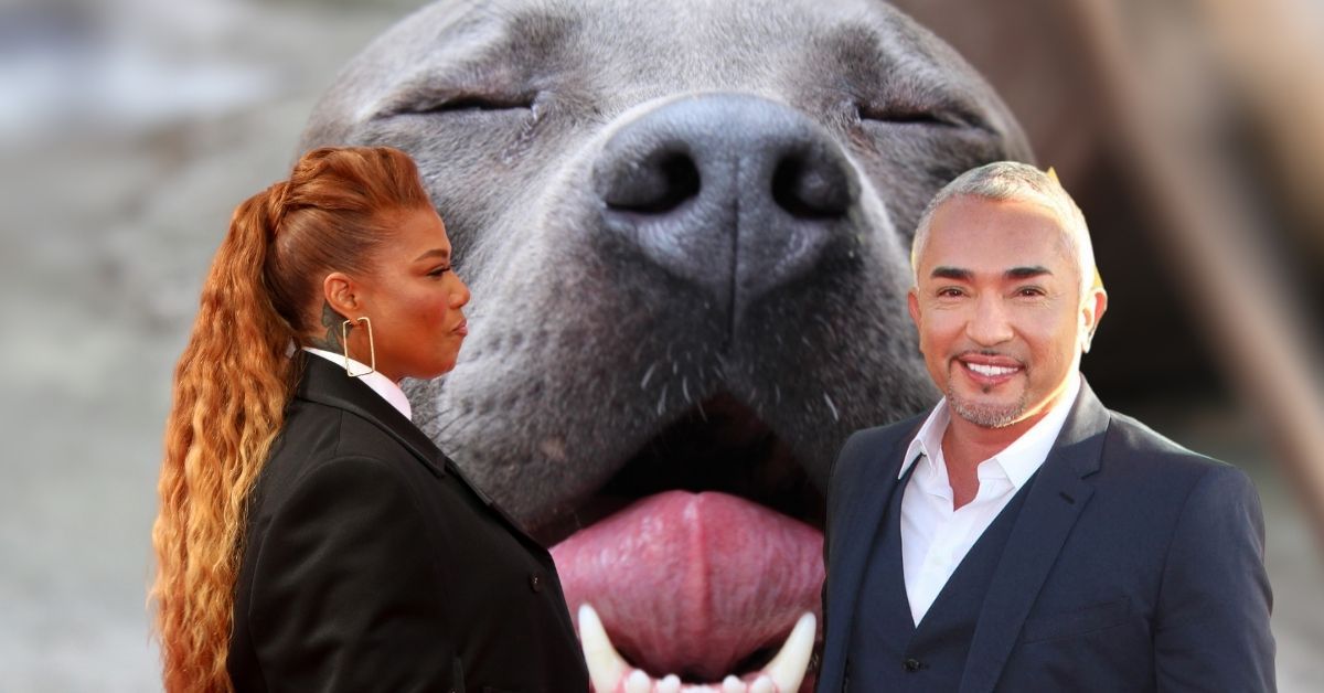 Queen Latifah’s Pooch KILLED By Dog Whisperer’s Out Of Control Pitbull