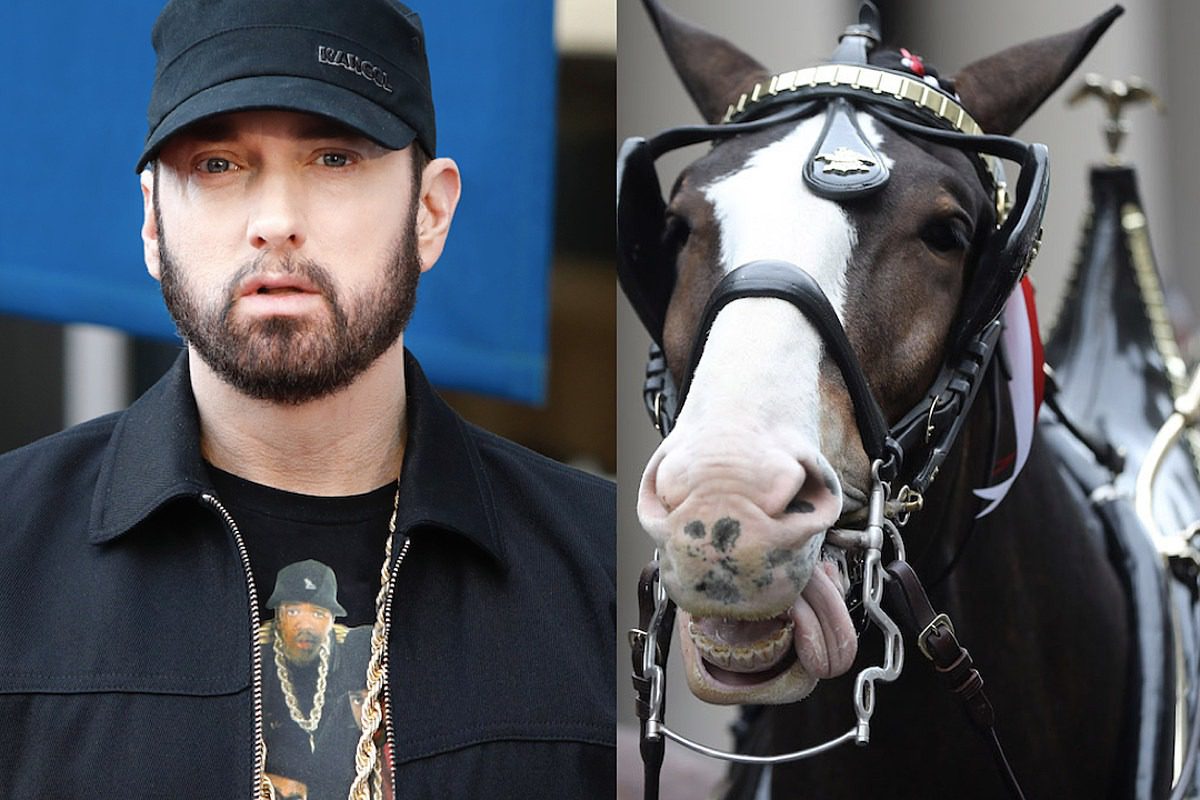 Budweiser Names New Baby Clydesdale Horse Eminem